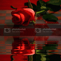 Trisomy 18 Trisomy 13 Red Rose Reflection